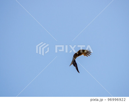 比叡山のトビの写真素材 [96996922] - PIXTA