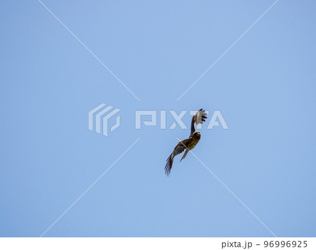 比叡山のトビ 96996925