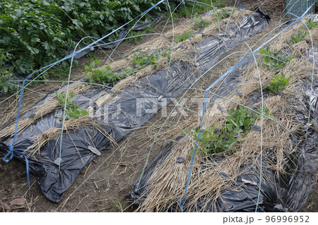 エンドウ豆の風よけ栽培 96996952