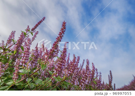 Chinese Mesona flowers 96997055