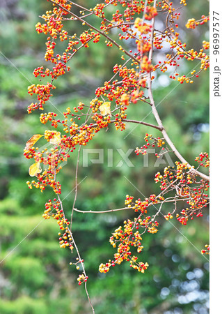 赤い実が目を引くツルウメモドキ（冬、十二月） 96997577