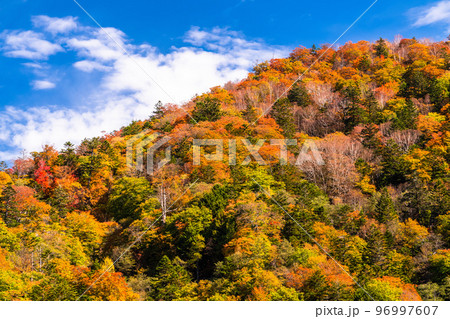 《栃木県》秋の奥日光・半月山の紅葉 96997607