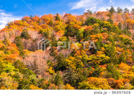 《栃木県》秋の奥日光・半月山の紅葉 96997608