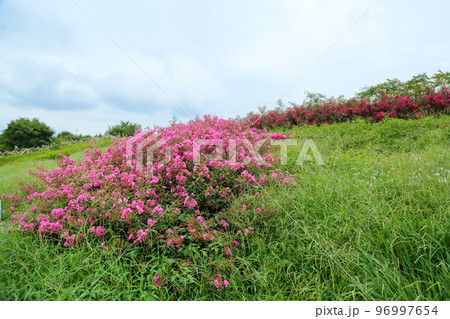 夏の公園　イッサイサルスベリの花 96997654