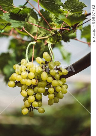 Green grape growing in organic farm 96997732