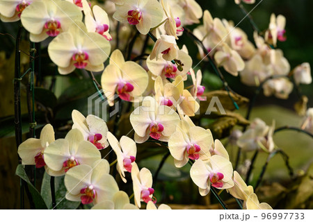 Yellow mixed pink Phalaenopsis orchid flower blossom in garden 96997733