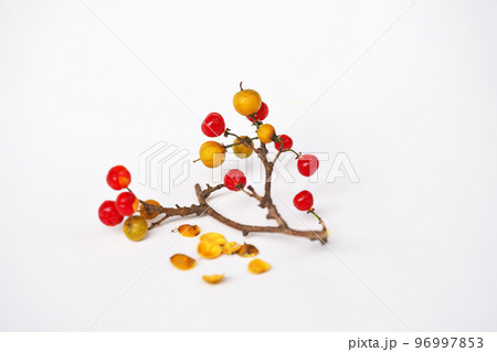 赤いツルウメモドキの実(冬、十二月) 赤いツルウメモドキの実(冬、十二月) 96997853