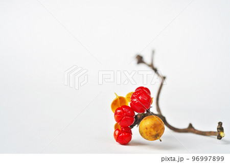 赤いツルウメモドキの実(冬、十二月) 赤いツルウメモドキの実(冬、十二月) 96997899