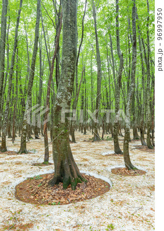 青森_八甲田ブナ二次林の根開け絶景 青森_八甲田ブナ二次林の根開け絶景 96997950