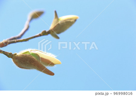 コブシのつぼみ 96998016