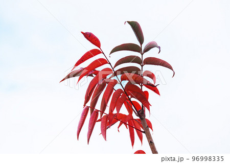 赤いハゼノキの紅葉（冬、十二月） 96998335