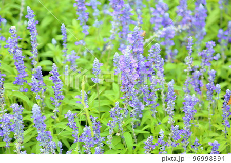 サルビア ファリナセアの花 サルビア ファリナセアの花 96998394