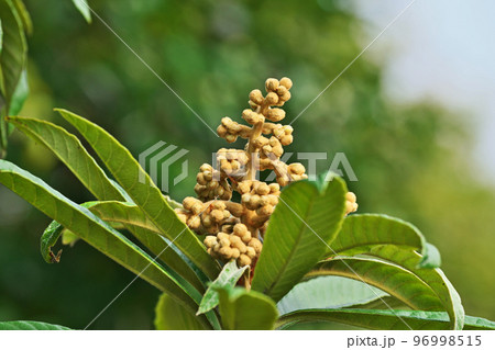 茶色のビワの蕾（冬、十二月） 96998515
