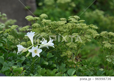 テッポウユリ 96998736