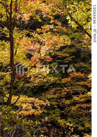 《長野県》下伊那郡平谷村五軒小屋　紅葉の平谷川 96999061