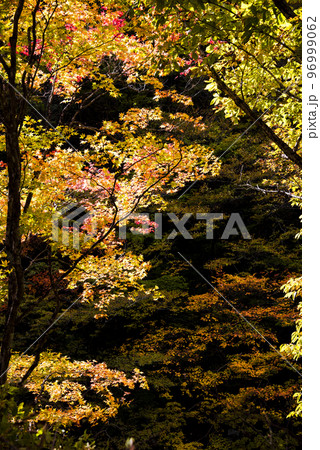 《長野県》下伊那郡平谷村五軒小屋　紅葉の平谷川 96999062