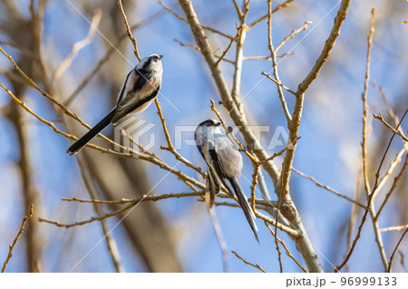 木の枝に止まるエナガ 96999133