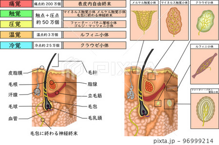 皮膚構造と感覚　イラスト 96999214