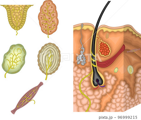 皮膚構造と感覚　イラスト 96999215