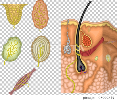 皮膚構造と感覚　イラスト 96999215