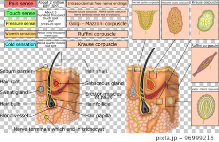 皮膚結構和感覺英語插圖 皮膚結構和感覺英語插圖 96999218