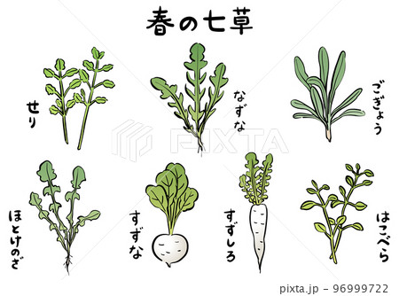 春の七草のイラスト　カラー 96999722