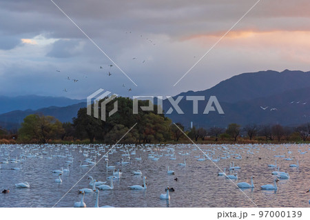 冬の使者、新潟県阿賀野市、瓢湖の白鳥、今年もやってきました 97000139