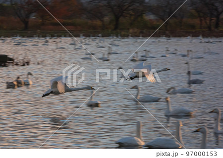 冬の使者、新潟県阿賀野市、瓢湖の白鳥、今年もやってきました 冬の使者、新潟県阿賀野市、瓢湖の白鳥、今年もやってきました 97000153