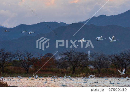 冬の使者、新潟県阿賀野市、瓢湖の白鳥、今年もやってきました 97000159