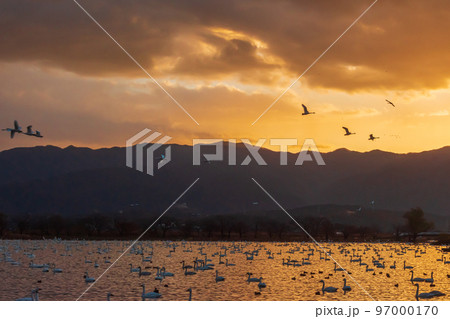 冬の使者、新潟県阿賀野市、瓢湖の白鳥、今年もやってきました 97000170