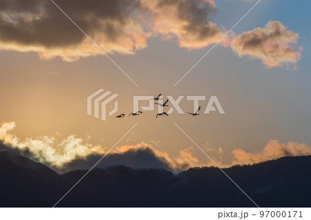 冬の使者、新潟県阿賀野市、瓢湖の白鳥、今年もやってきました 97000171