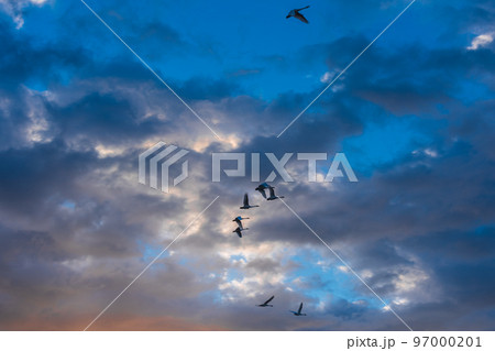 冬の使者、新潟県阿賀野市、瓢湖の白鳥、今年もやってきました 97000201