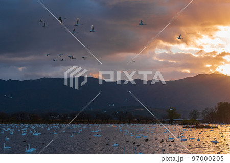冬の使者、新潟県阿賀野市、瓢湖の白鳥、今年もやってきました 97000205