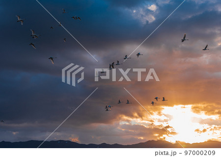 冬の使者、新潟県阿賀野市、瓢湖の白鳥、今年もやってきました 冬の使者、新潟県阿賀野市、瓢湖の白鳥、今年もやってきました 97000209