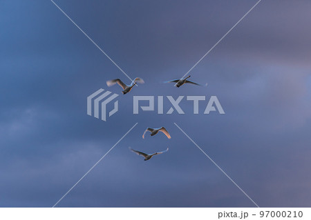 冬の使者、新潟県阿賀野市、瓢湖の白鳥、今年もやってきました 97000210