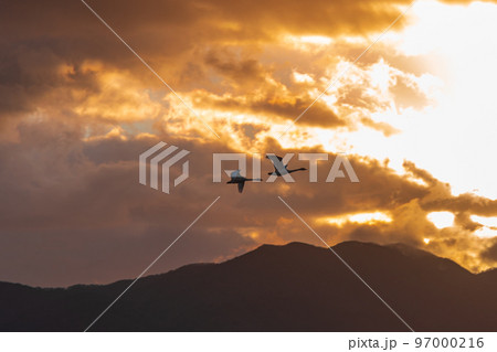 冬の使者、新潟県阿賀野市、瓢湖の白鳥、今年もやってきました 97000216