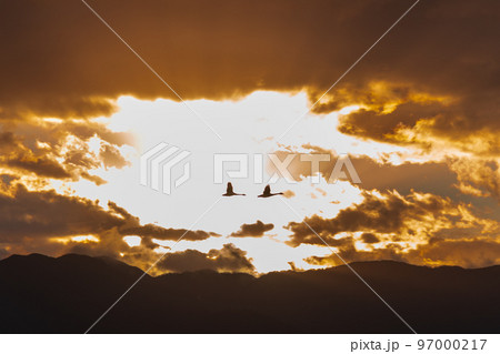 冬の使者、新潟県阿賀野市、瓢湖の白鳥、今年もやってきました 97000217