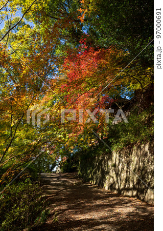 秋の頃の紅葉が美し菊池神社の風景 97000691