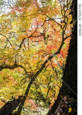秋の頃の紅葉が美し菊池神社の風景 秋の頃の紅葉が美し菊池神社の風景 97000740