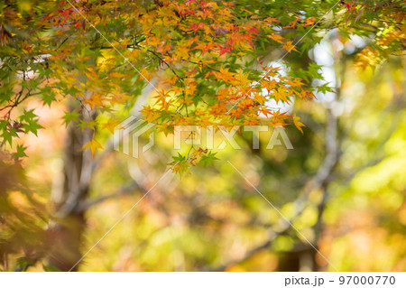 秋の頃の紅葉が美し菊池神社の風景 97000770
