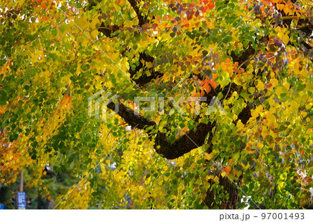 紅葉最盛期の奈良公園のナンキンハゼ 97001493