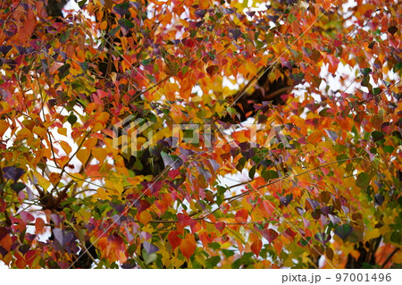 紅葉最盛期の奈良公園のナンキンハゼ 97001496