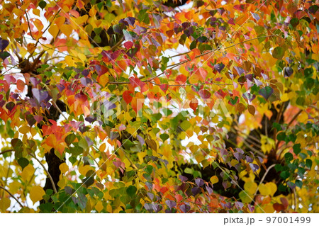 紅葉最盛期の奈良公園のナンキンハゼ 紅葉最盛期の奈良公園のナンキンハゼ 97001499