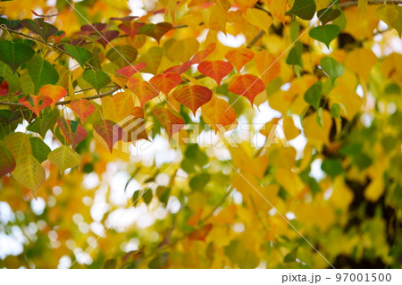 紅葉最盛期の奈良公園のナンキンハゼ 紅葉最盛期の奈良公園のナンキンハゼ 97001500