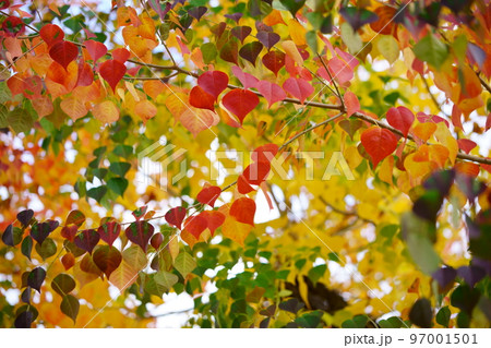 紅葉最盛期の奈良公園のナンキンハゼ 紅葉最盛期の奈良公園のナンキンハゼ 97001501