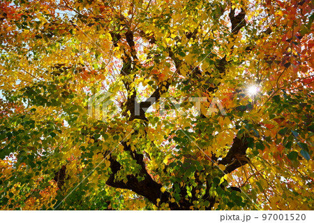 紅葉最盛期の奈良公園のナンキンハゼ 97001520