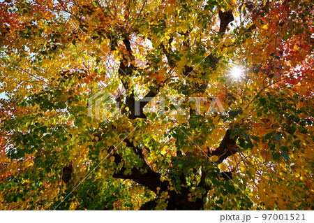 紅葉最盛期の奈良公園のナンキンハゼ 97001521