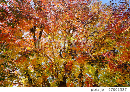 紅葉最盛期の奈良公園のナンキンハゼ 紅葉最盛期の奈良公園のナンキンハゼ 97001527