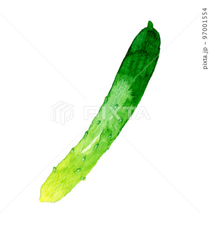 きゅうり　夏野菜の手描き水彩イラスト素材 97001554