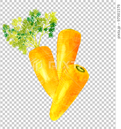 にんじん 夏野菜の手描き水彩イラスト素材のイラスト素材 [97001576